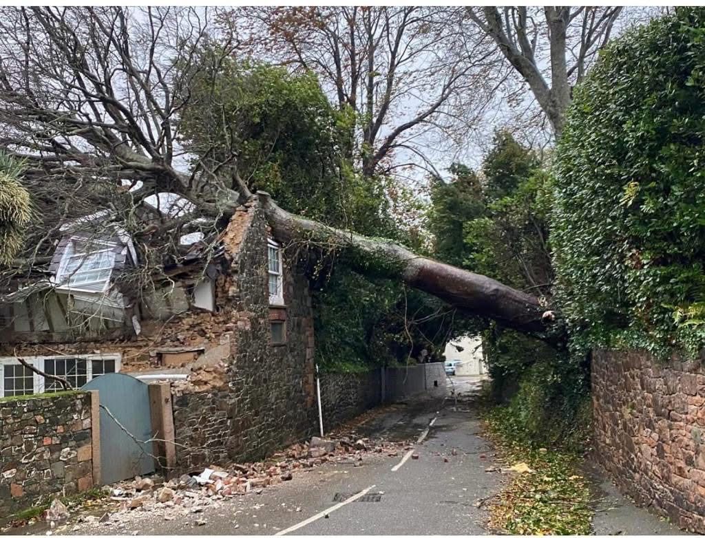 Fallen tree on Jersey stone cottage — before reinstatement